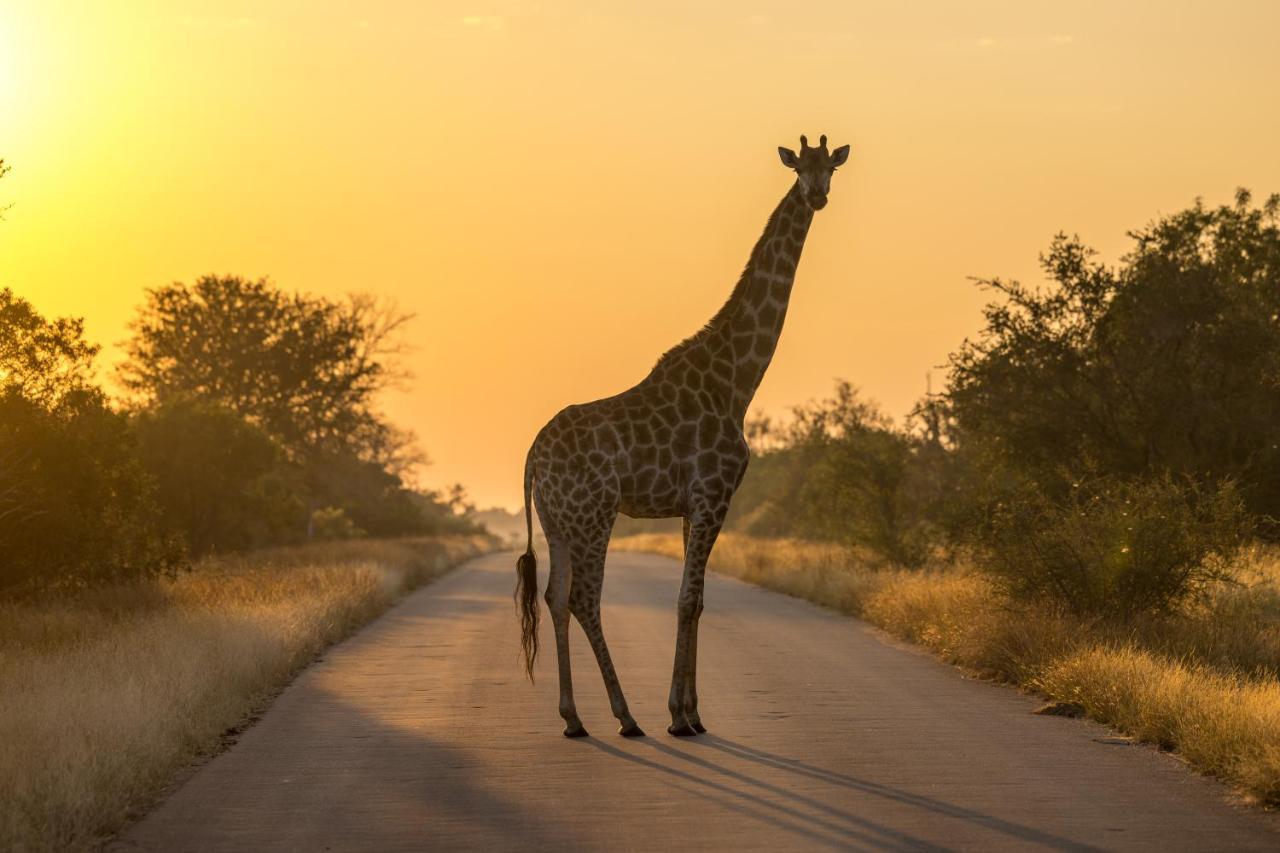 הודספרויט Lindiwe Safari Lodge מראה חיצוני תמונה